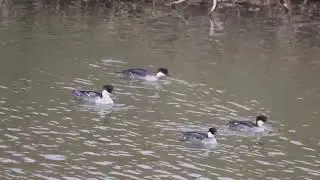 흰비오리(Smew)(KIMZ1681)