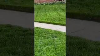 #canada #gardening #tamil #toronto #garden #spring #grass #lawn #lawncare #lawnmower #greenland
