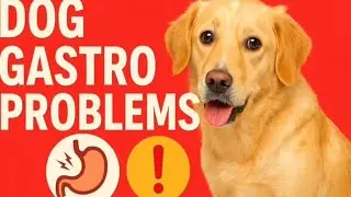  &ldquo;Why Is My Dog Not Eating? Common Gastro Problems in Dogs&rdquo; | Dr vijay sawant Assistant commissner