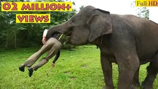 Elephant attack at Jim Corbett 😲 / Dangerous encounter / Jungle Safari / जंगली  हाथी ने किया हमला