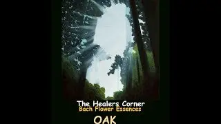 BACH FLOWER ESSENCES -  Oak