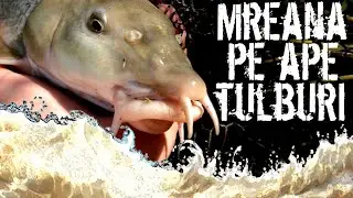 Pescuitul Mrenei pe ape tulburi - montură, nadă și momeală