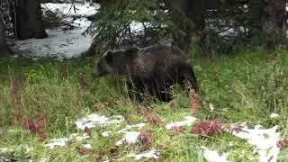 Черный медведь гризли чешется