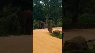 Elephant Family at Work in Sri Lanka 🐘 | Peaceful Elephant Life #shorts #naturelovers