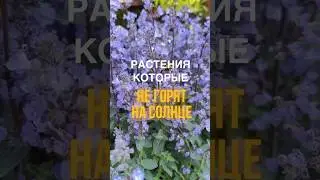 Самые засухостойкие и солнцелюбивые растения. Список в описании.