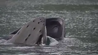 Humpback whale feeding in Gwaii Haanas, Haida Gwaii