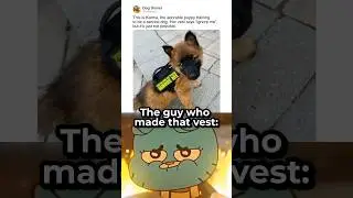 Слишком мило, чтобы игнорировать 🐶❤️