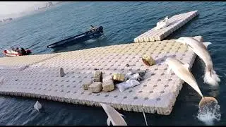 white dolphin AI video 105