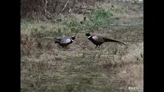 Pheasant Cock Fight!