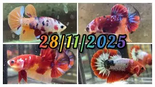 28/11/2025 CÁ BETTA TÂY NINH | BÁN BETTA CÁC DÒNG RED COPPER ,NEMO GALAXY , KOI RED | Shop Betta Lân