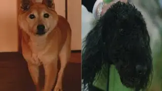 baby dog video, animal lover, pets,#ICSTV24
