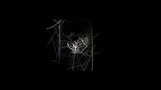 Звуки Природы: Пение травяных лягушек / Sounds of Nature: Singing of common frogs #shorts