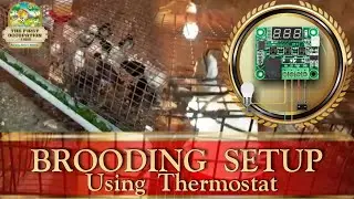 Sridhar Sir's brooding setup!! | TFO Farm channel