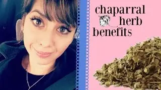 Chaparral Herb Benefits | Naturally Increase Circulation!
