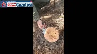 &Uuml;mit Alp&rsquo;in doğa keyfi mantar s&uuml;rpriziyle ta&ccedil;landı
