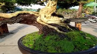 Wrightia religiosa Bonsai -  Beautiful bonsai