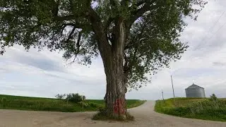 The Tree in the Middle of the Road - Iowa