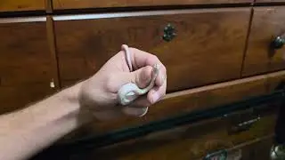 Handling, and giving my Albino Palmetto Corn Snake his oral medication! (Dose 1 of 3)