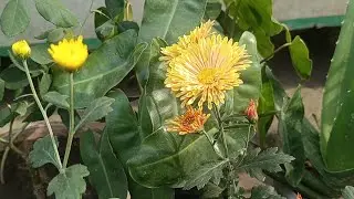 How to grow Dahlia flower plant from cutting#terrace #garden#propagation from cutting