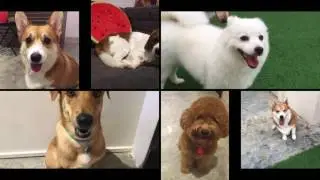 Pawcation 1st anniversary video