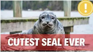 Cute Harbor Seal Butt on the Pier
