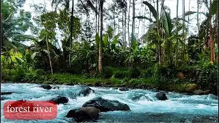 Sounds for Sleeping, River Sounds for relaxation, Water Sounds for stress relief