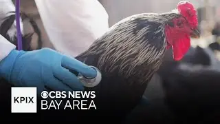 Resurgence of avian flu seen at Bay Area farms