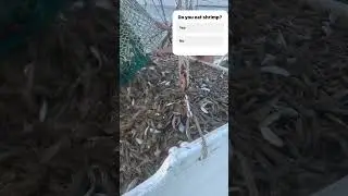 Catching shrimp #shrimp #shrimping #viral #gm #detroitdiesel #trawler #trawlerlife #eatshrimp