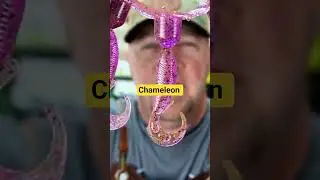 Хамелеон, меняющий цвет, для рыбалки и изготовления приманок #рыбалка #рыба #басс #краппи