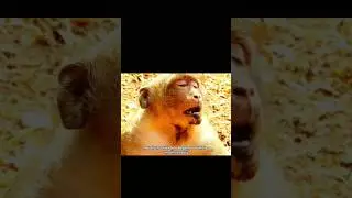 Monyet Keracunan Setelah Makan Kacang Panjang!❗❗😨🌿#shortsviral #shorts #monyetmonyet