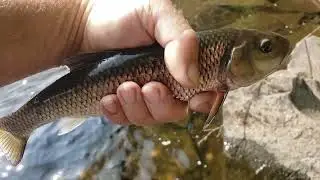 Fall Fish 2