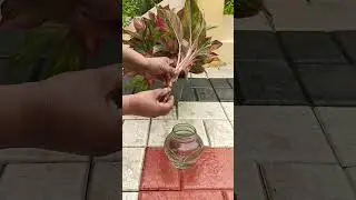 How to easily propagate Aglaonema in water #idea #aglaonema  #plants