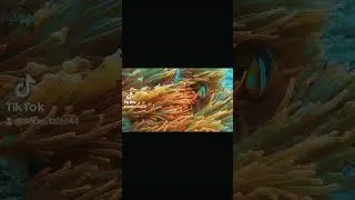 Philosophy of the sea ~Marine Life   Follow us on all platforms #sonictales #sonictales44