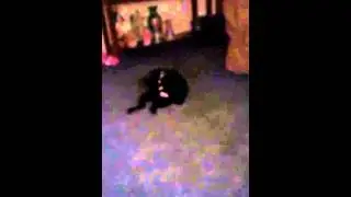 Tail chasing cat
