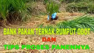 BANK PAKAN TERNAK RUMPUT ODOT DAN PROSES PANENNYA