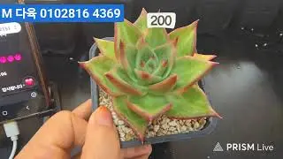 (1월9일M다육)1부