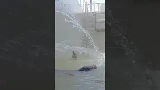 Grey seals Moana and Patapim playing with the 