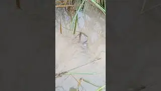 Add the fish paste # jump to catch fish fast # Some fish go down into the water # Wow the fish