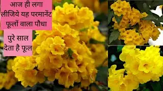 How to grow n care #tecoma.Gorichori ko kaise lagaye tecoma me jyada phool kaise paye #yellowbell