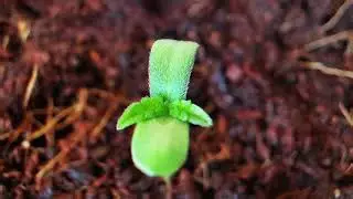 How To Germinate Cannabis Seeds - The Easy Way