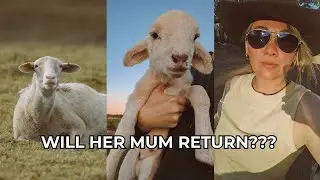 I Found a Lamb Alone Under a Tree! Did her Mum Return? Alone, Dehydrated, and Waiting | Farm Vlog