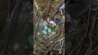Real Myna eggs