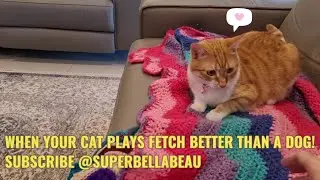 CUTE CAT SAFFRON PLAYS CATCH BETTER THAN A DOG! 😻❤️