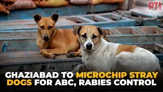 Ghaziabad to microchip stray dogs for birth control and rabies prevention