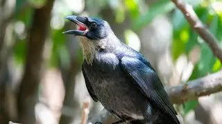 A Thirsty Crow Story in English | Moral Story for Kids | Learn English with Me