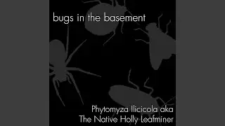 Phytomyza Ilicicola aka The Native Holly Leafminer