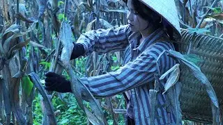 Harvesting Corn in the Mountain Countryside | Simple Preservation & Cooking with Wild Greens