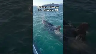 Found these Killer Whales in Juneau AK #alaska #wildlife #whales #shorts