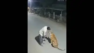 शराबी ने दिया शेर को शराब का ऑफर #news #pench #टाइगर