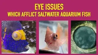 Eye Issues afflicting saltwater aquarium fish